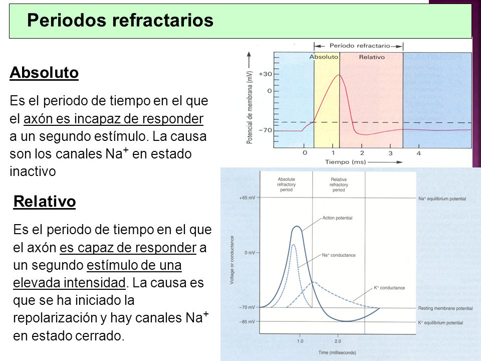 que es el periodo refractario fisiologia